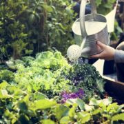Pest-Proofing Your Garden