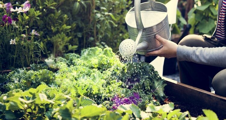 Pest-Proofing Your Garden Without Chemicals – Natural Fixes Pest-Proofing Your Garden
